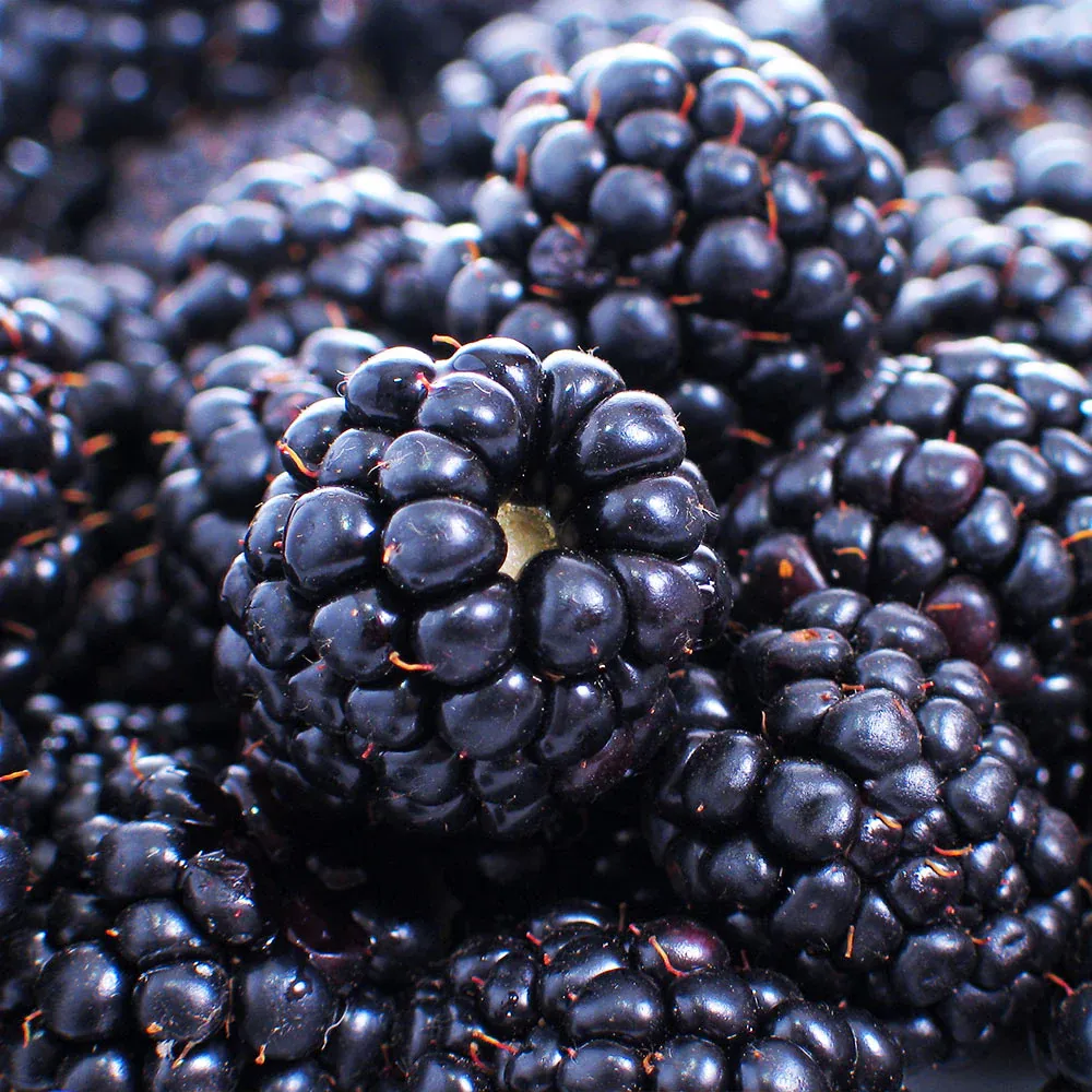 Thornless Blackberry Bush for Home Garden Fruit Production 2