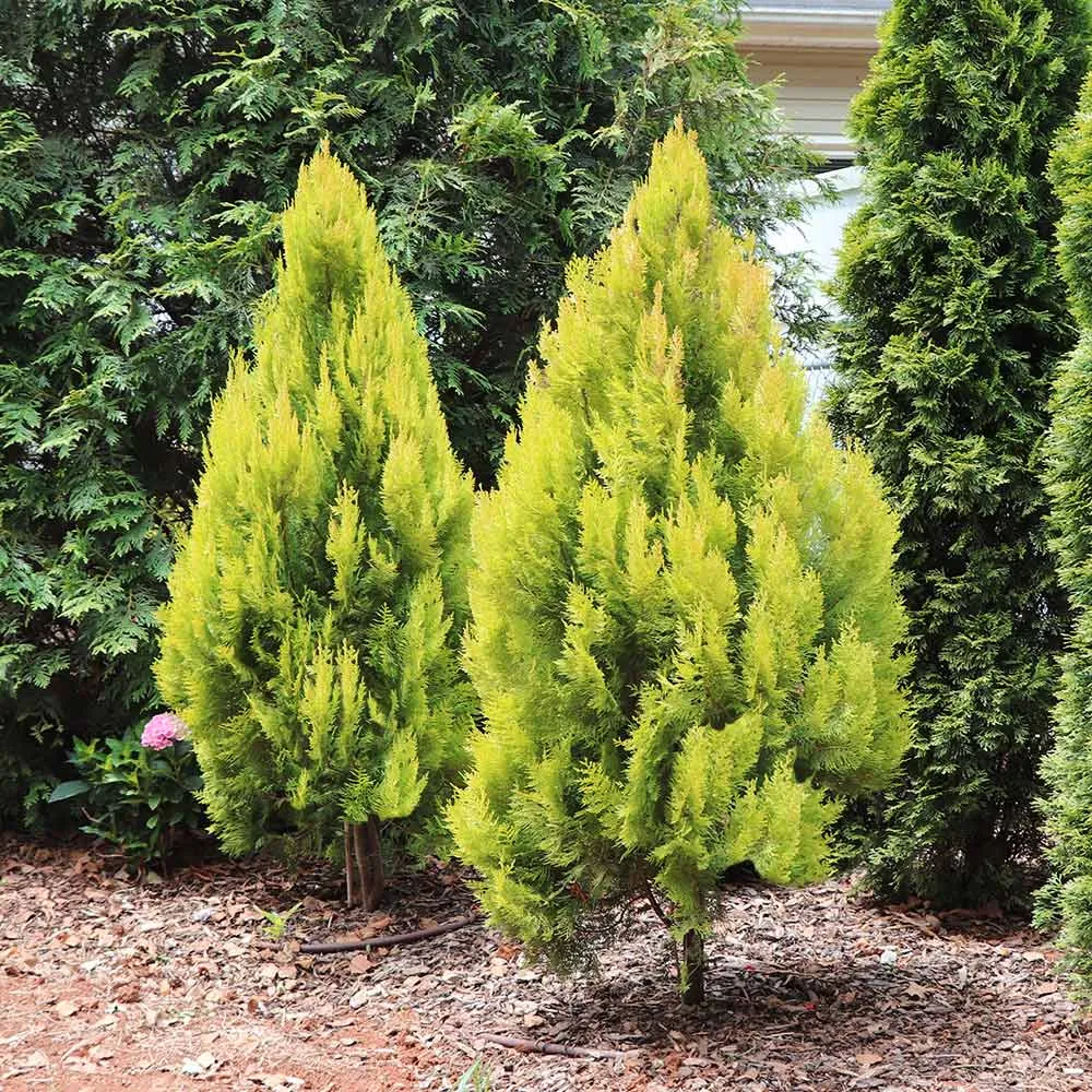 Southern Living® Forever Goldy™ Arborvitae Tree - Golden Evergreen Shrub