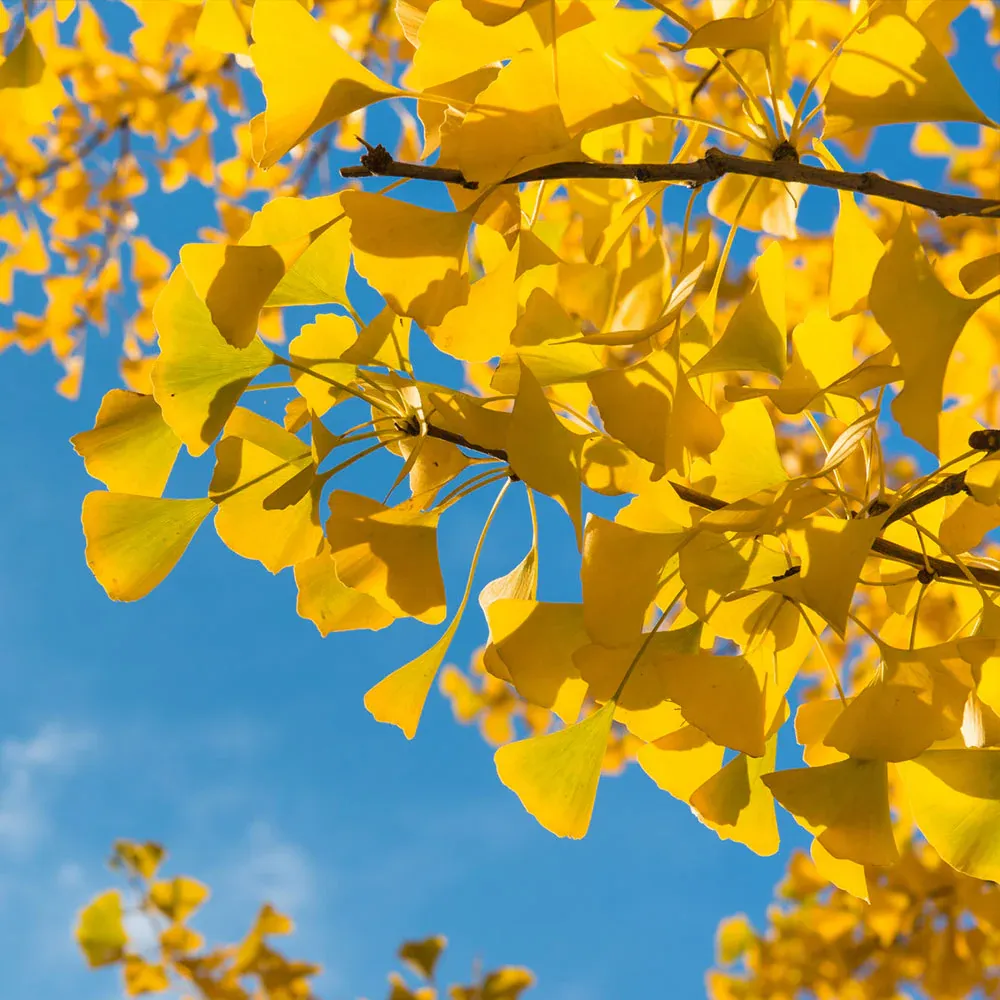 Artificial Ginkgo Tree Decorative Plant for Interior Home and Office Spaces 2