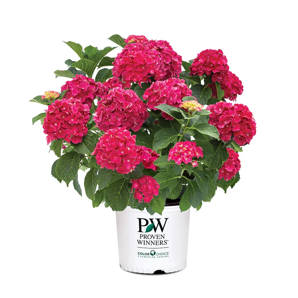 Proven Winners® Wee Bit Grumpy® Hydrangea - Compact Reblooming Bigleaf Shrub 4