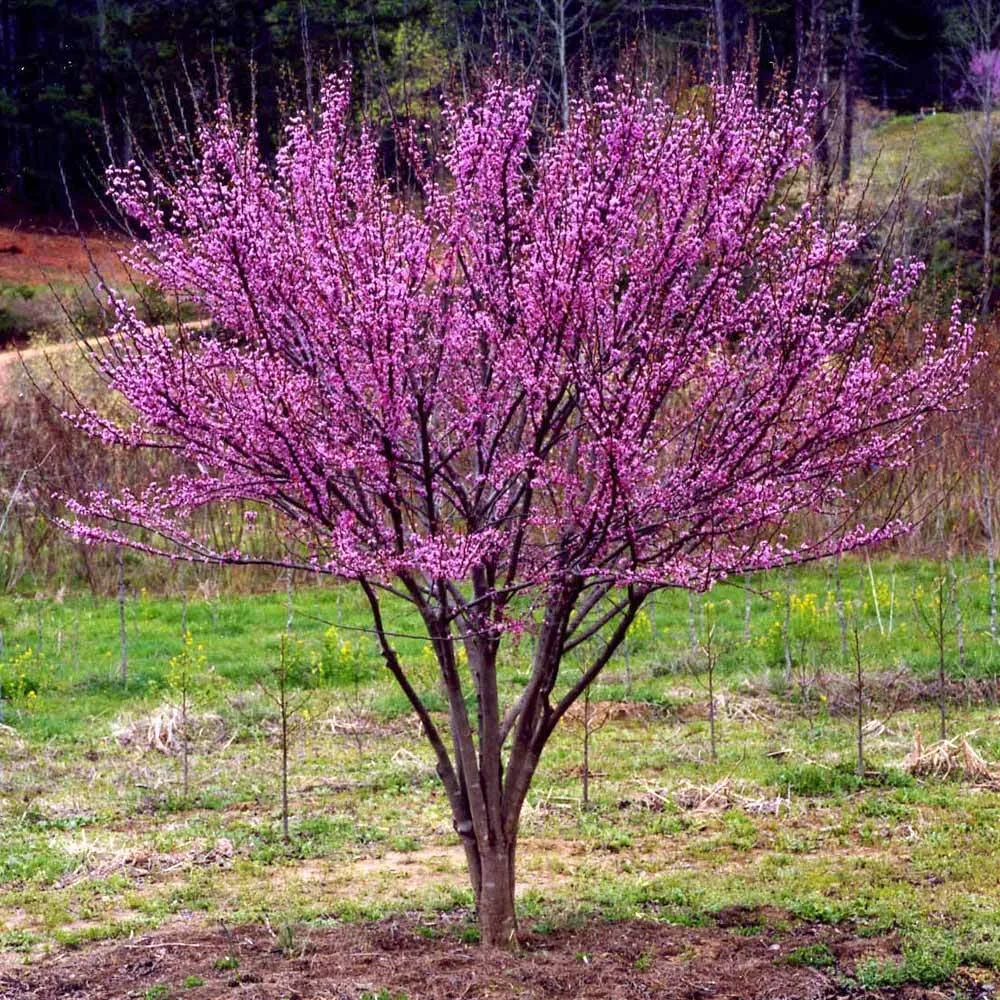 Ace of Hearts Redbud Tree (Cercis canadensis) 2