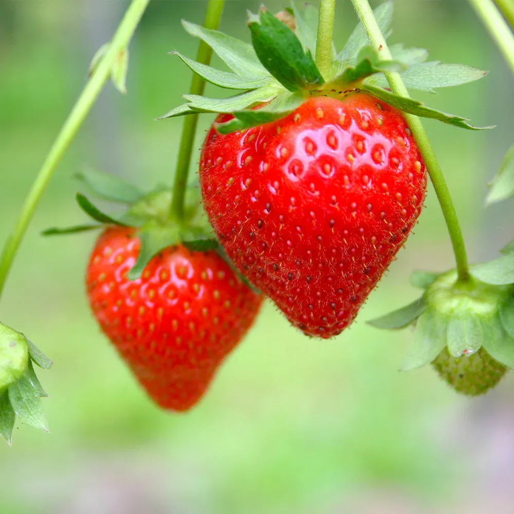 USDA Organic Everbearing Strawberry Bush - Continuous Harvest Fruit Plant 3