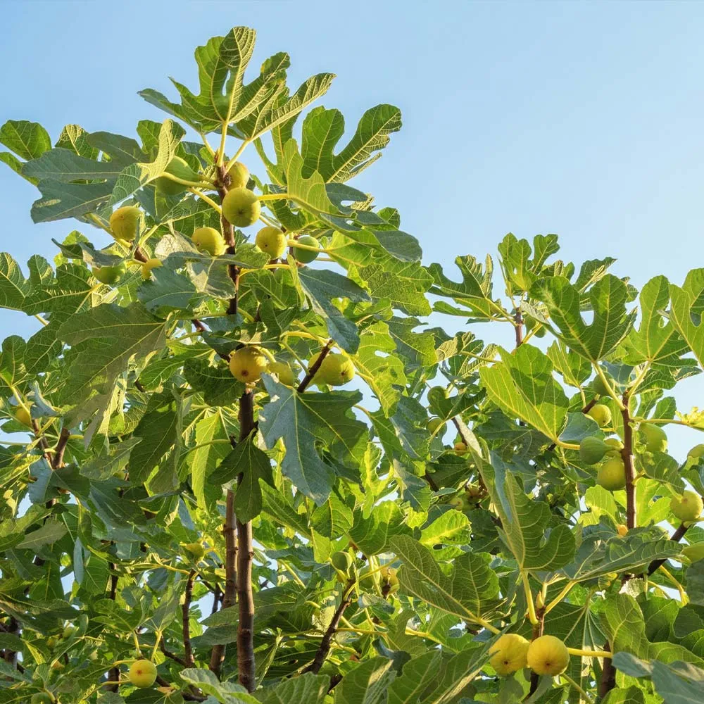 Desert King Fig Tree - Drought Tolerant Fruit-Bearing Plant 1