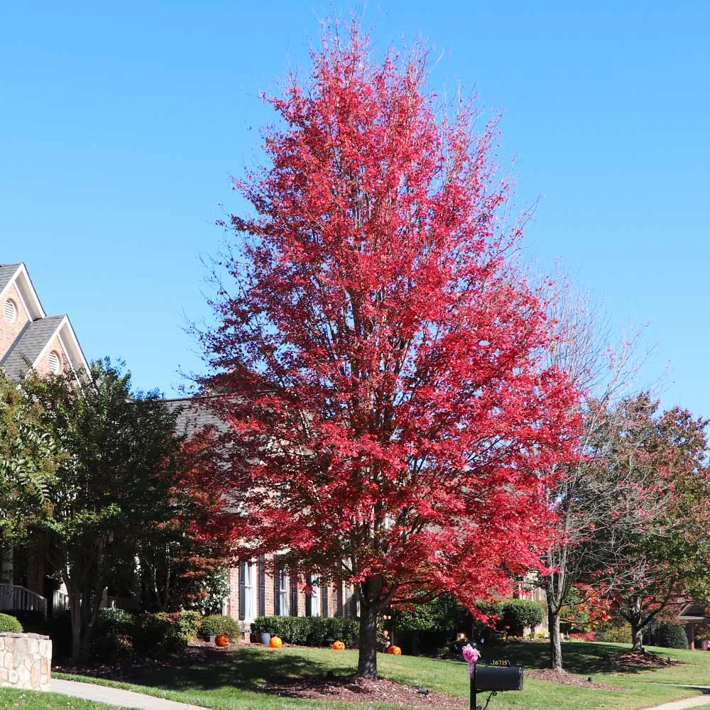 Celebration Maple Tree with LED Lights for Indoor Seasonal Decor 3