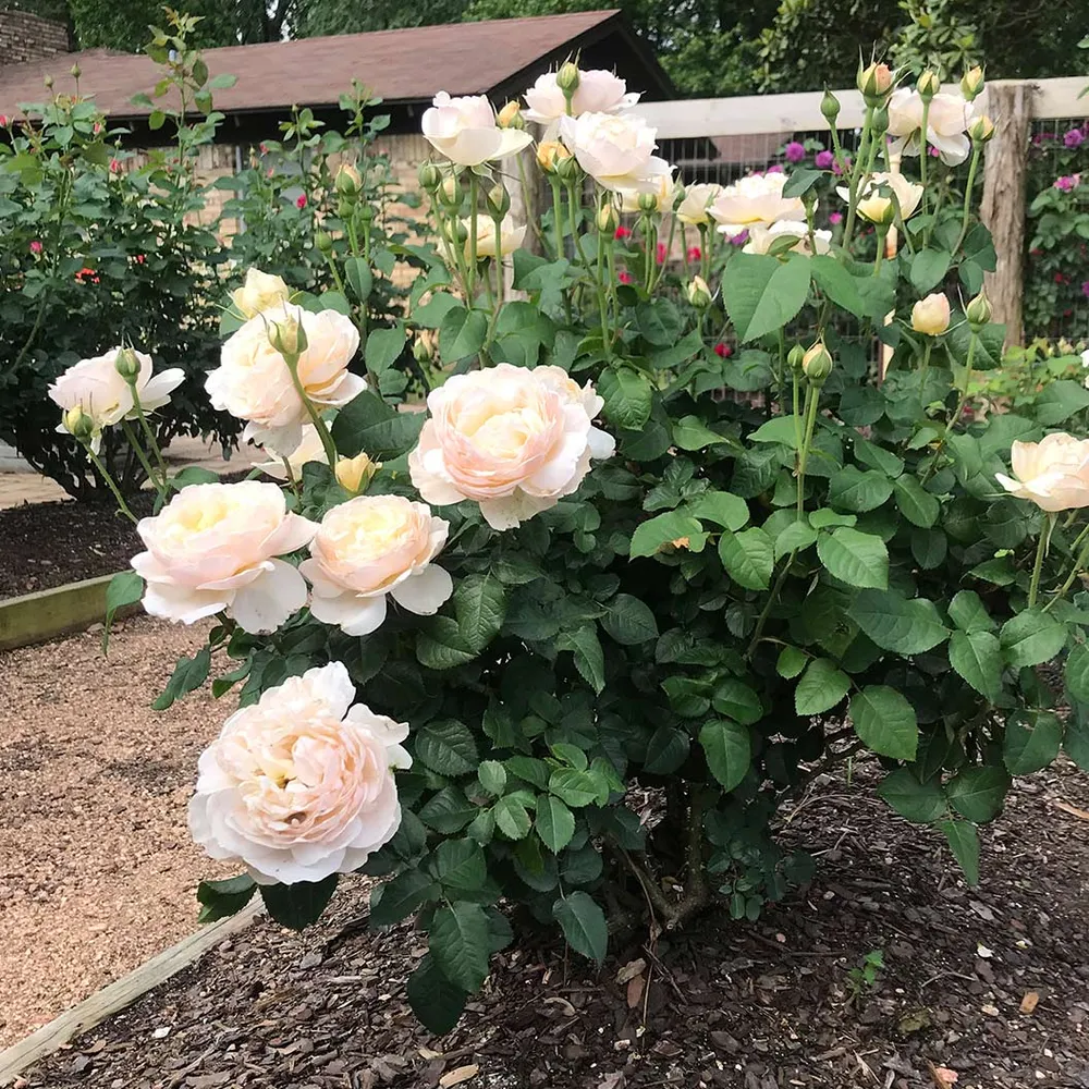 Moonlight in Paris® Rose Shrub - Fragrant Floribunda Garden Plant 1