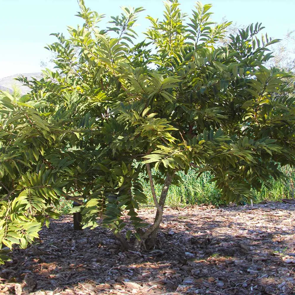 Sugar Apple Tree (Annona squamosa) Live Tropical Fruit Plant