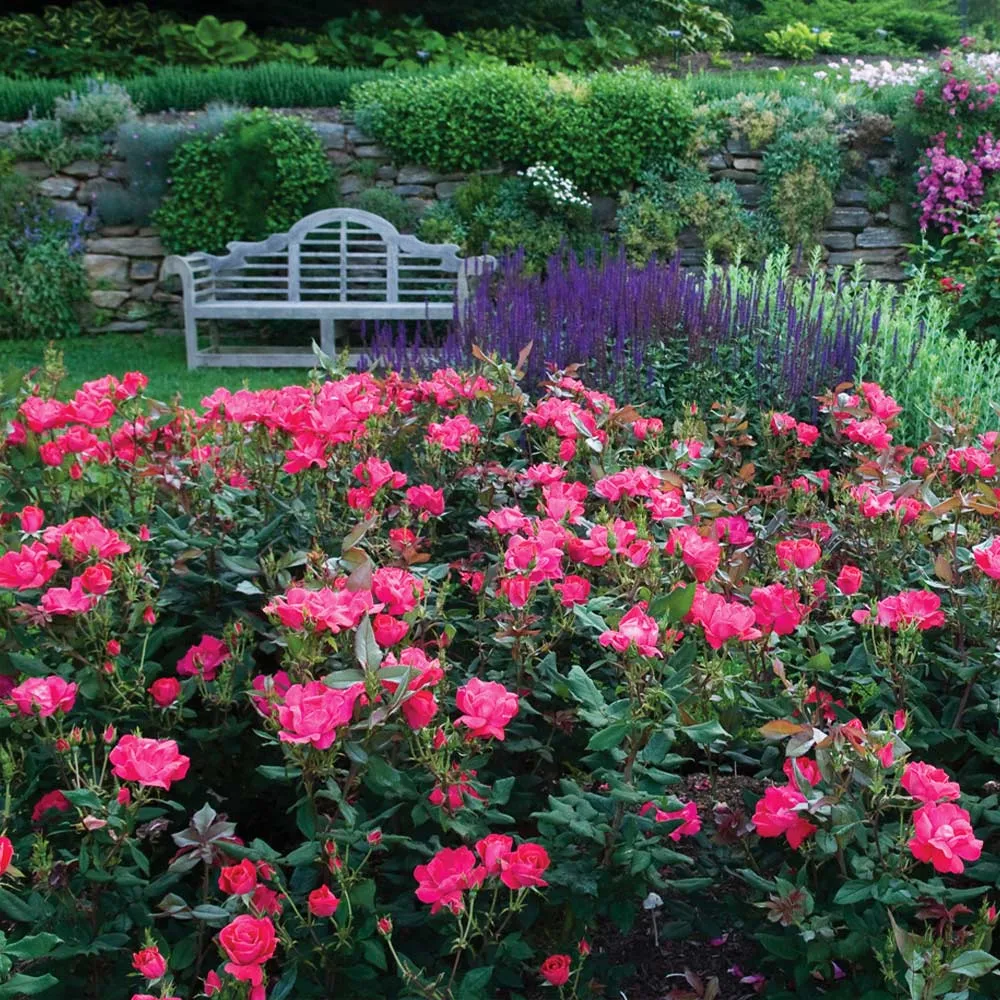 Double Pink Knock Out Rose Shrub - Continuous Blooming Landscape Plant 2