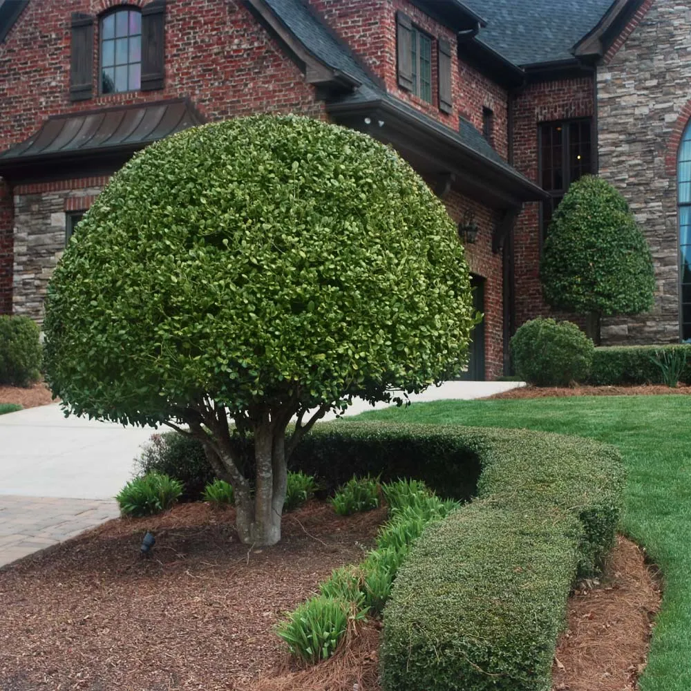 Nellie Stevens Holly Shrub - Evergreen Privacy Hedge Plant 3