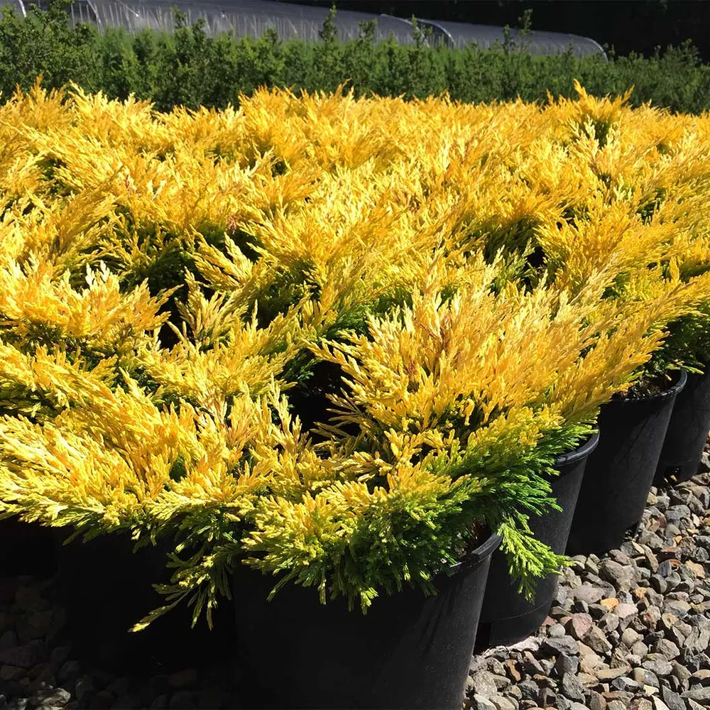 Lime Glow Juniper Shrub - Vibrant Evergreen Groundcover 4