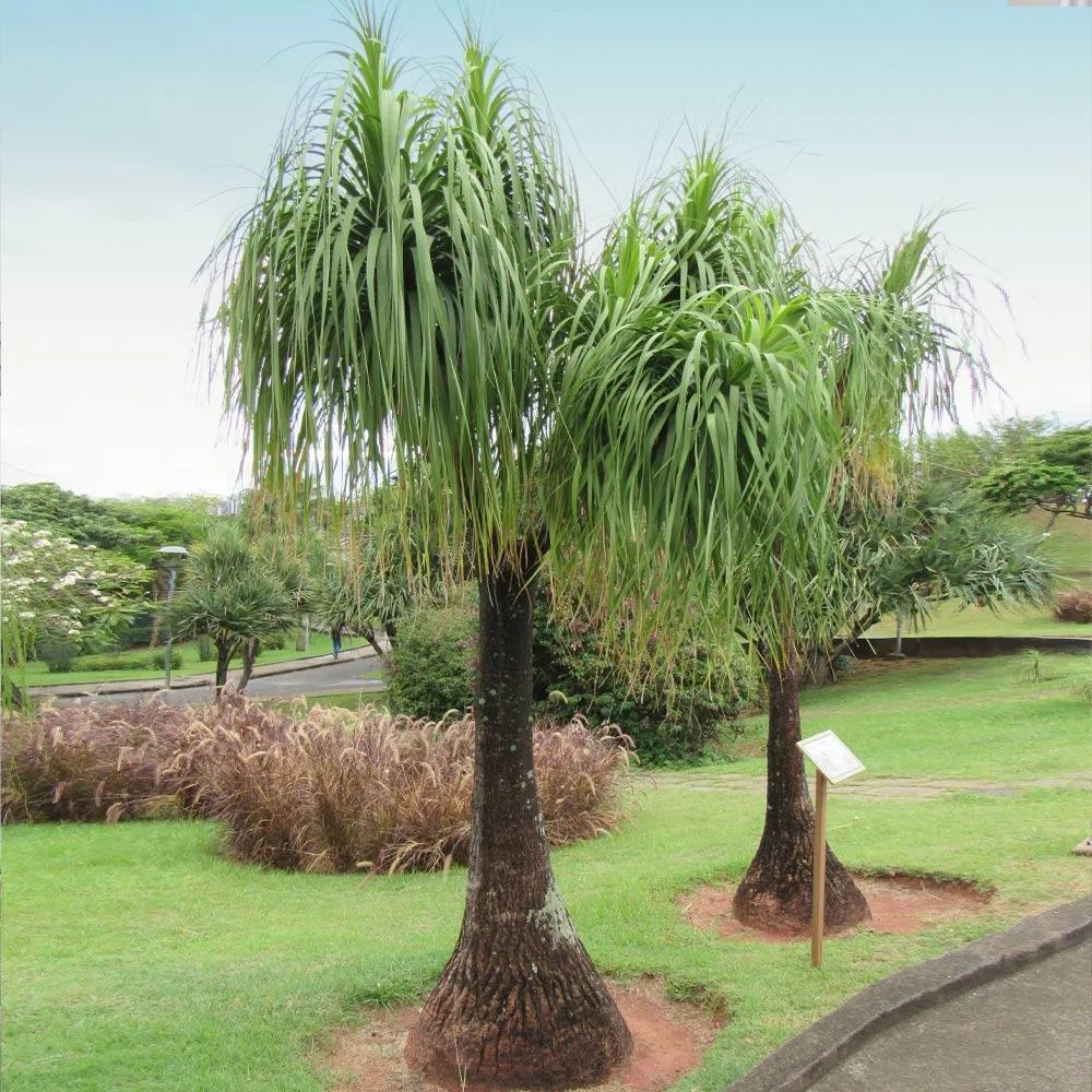 Ponytail Palm (Beaucarnea recurvata) Indoor Ornamental Plant 1