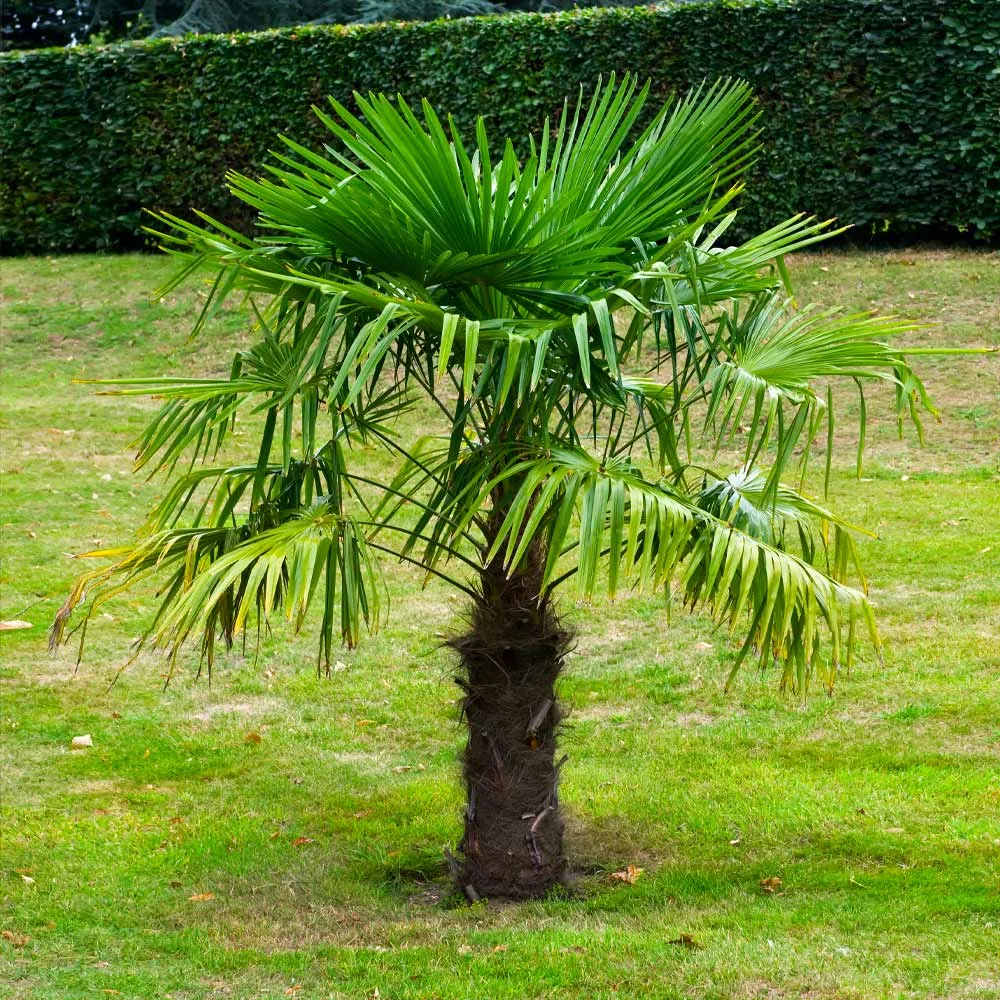 Artificial Windmill Palm Tree - Realistic Decorative Faux Tropical Plant 1