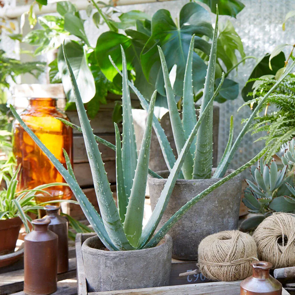 Live Aloe Vera Plant - Resilient Indoor Succulent for Home Decor 3