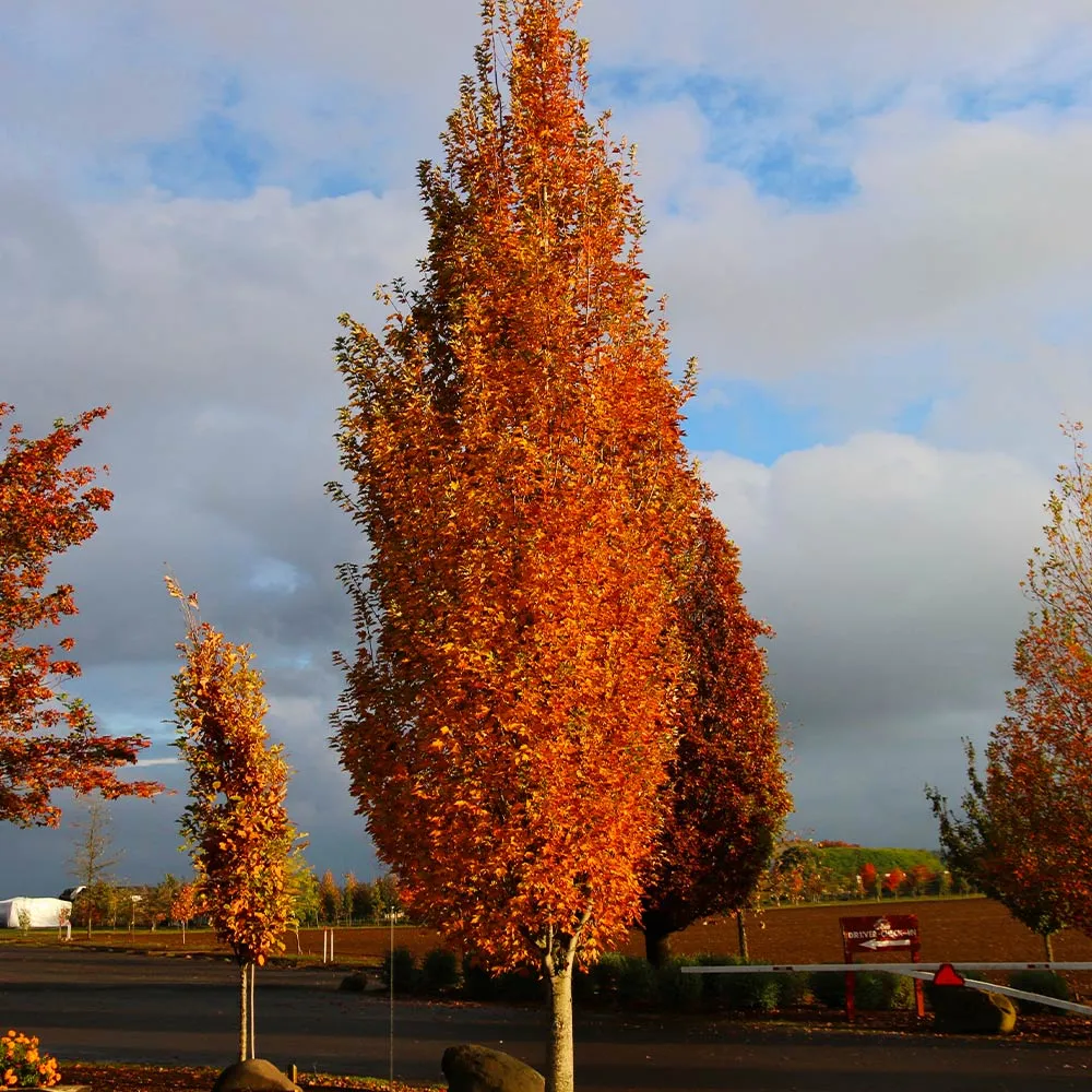Armstrong Gold® Maple Tree - Columnar Acer rubrum for Landscaping