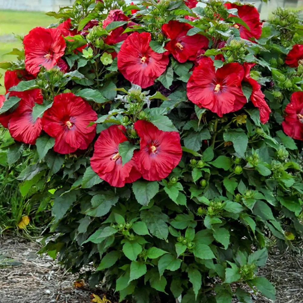 Summerific® ‘Valentine’s Crush’ Hibiscus - Hardy Perennial Flowering Shrub 2