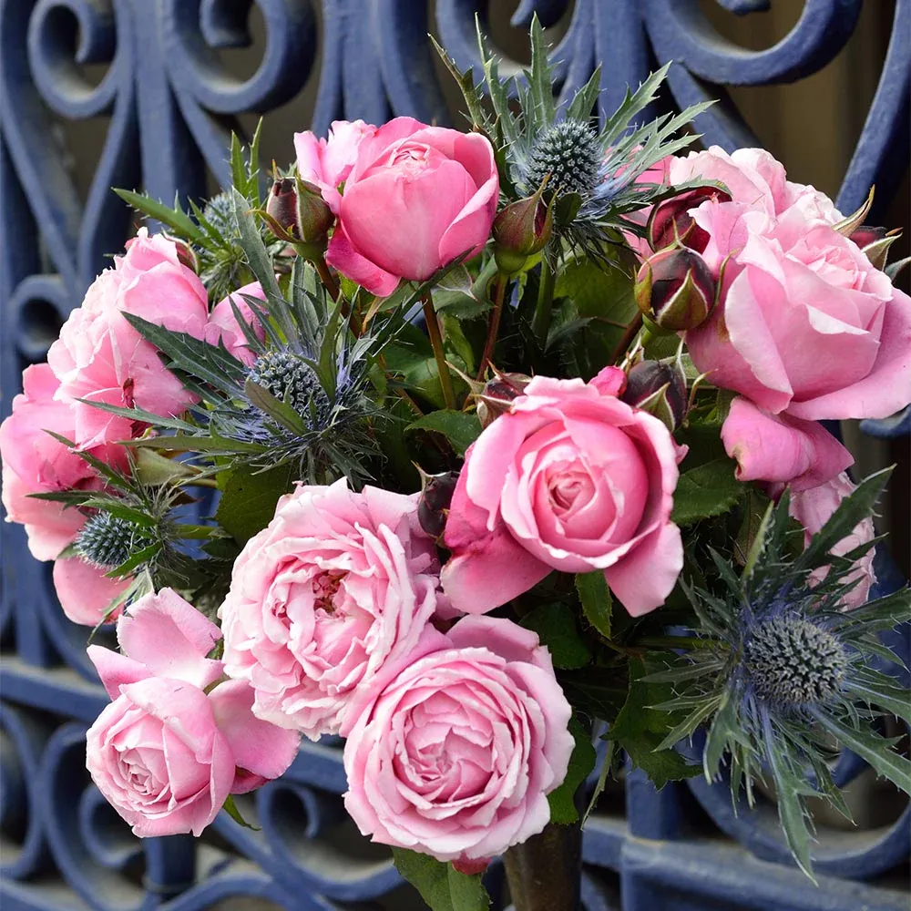Cathedral Bells® Rose Shrub - Hardy Flowering Garden Plant 1