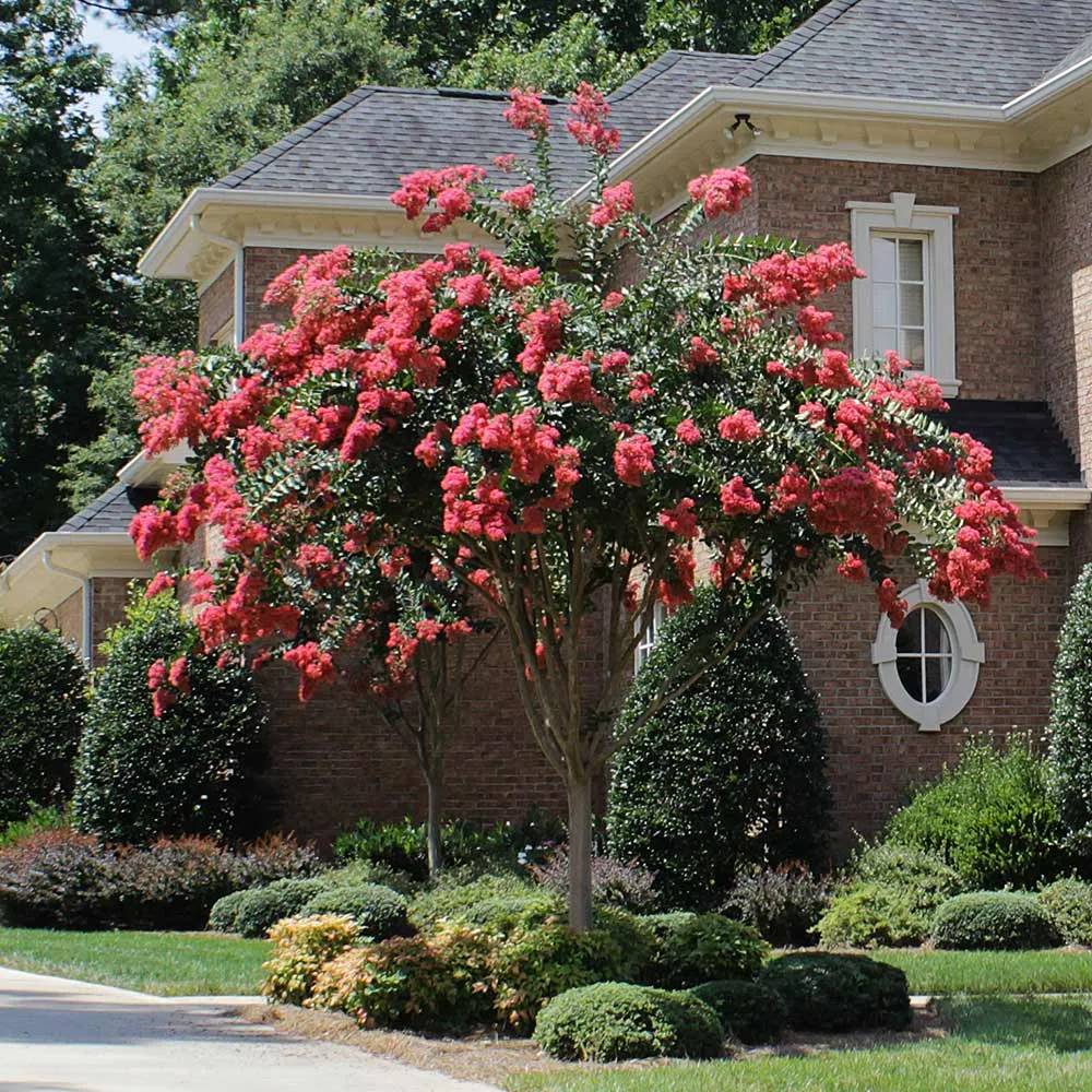 Tuscarora Crape Myrtle Tree - Lagerstroemia Indica Hybrid 3