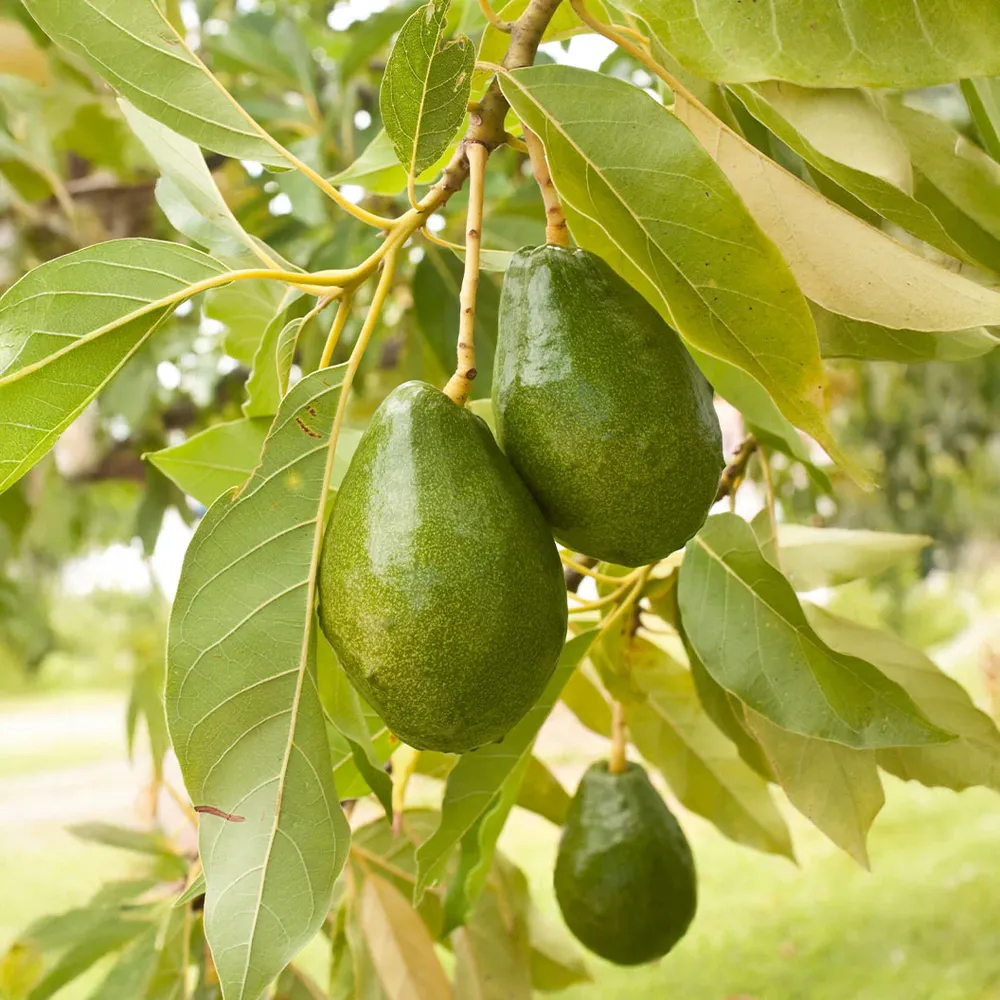 Cold Hardy Avocado Tree - Frost Resistant Evergreen Fruit Tree 1
