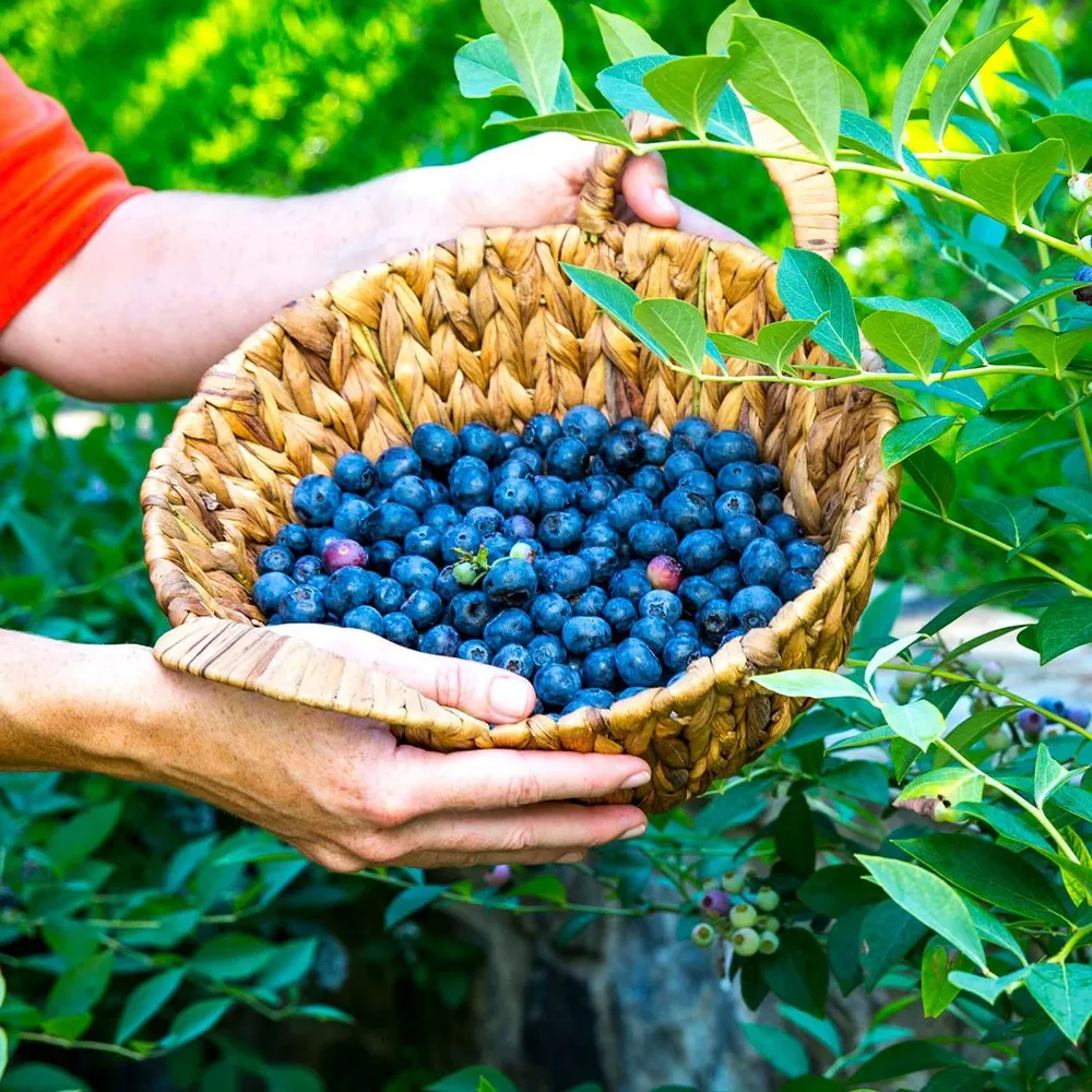 Blueberry Shrub Fruit-Infused Drinking Vinegar Concentrate