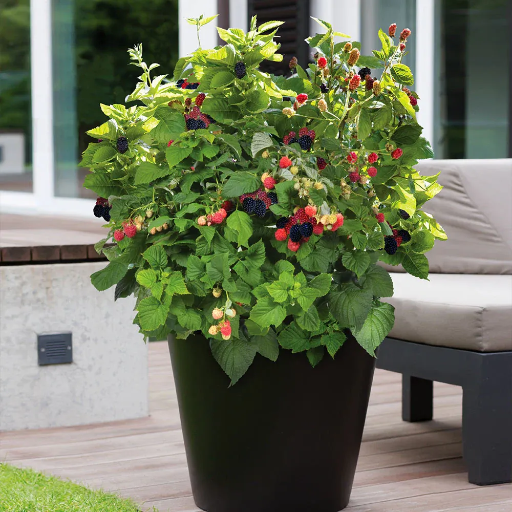 Baby Cakes® Blackberry Bush - Thornless Dwarf Fruit Plant