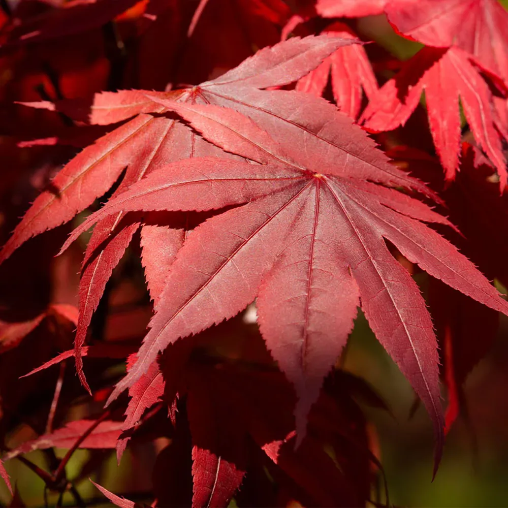 Emperor Japanese Maple Tree (Acer palmatum 'Emperor I')