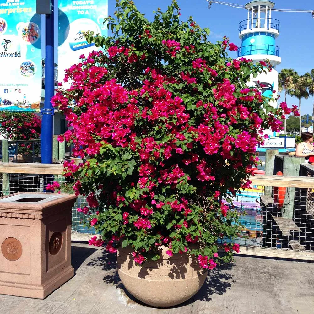 Barbara Karst Bougainvillea Vine - Vibrant Magenta Climbing Flowering Plant 4