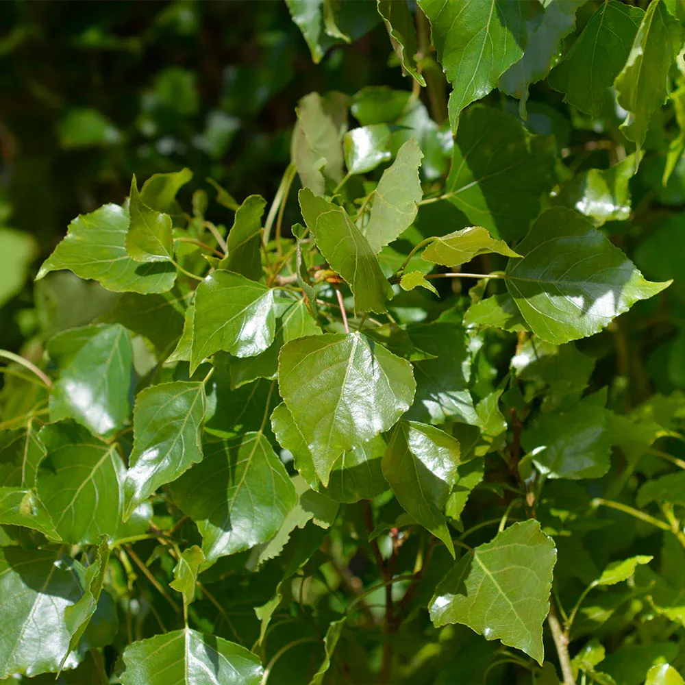 Lombardy Poplar Tree (Populus nigra 'Italica') - Columnar Deciduous Privacy Tree 3