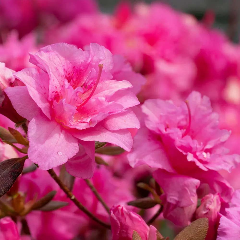 Pink Ruffle Azalea Evergreen Flowering Shrub