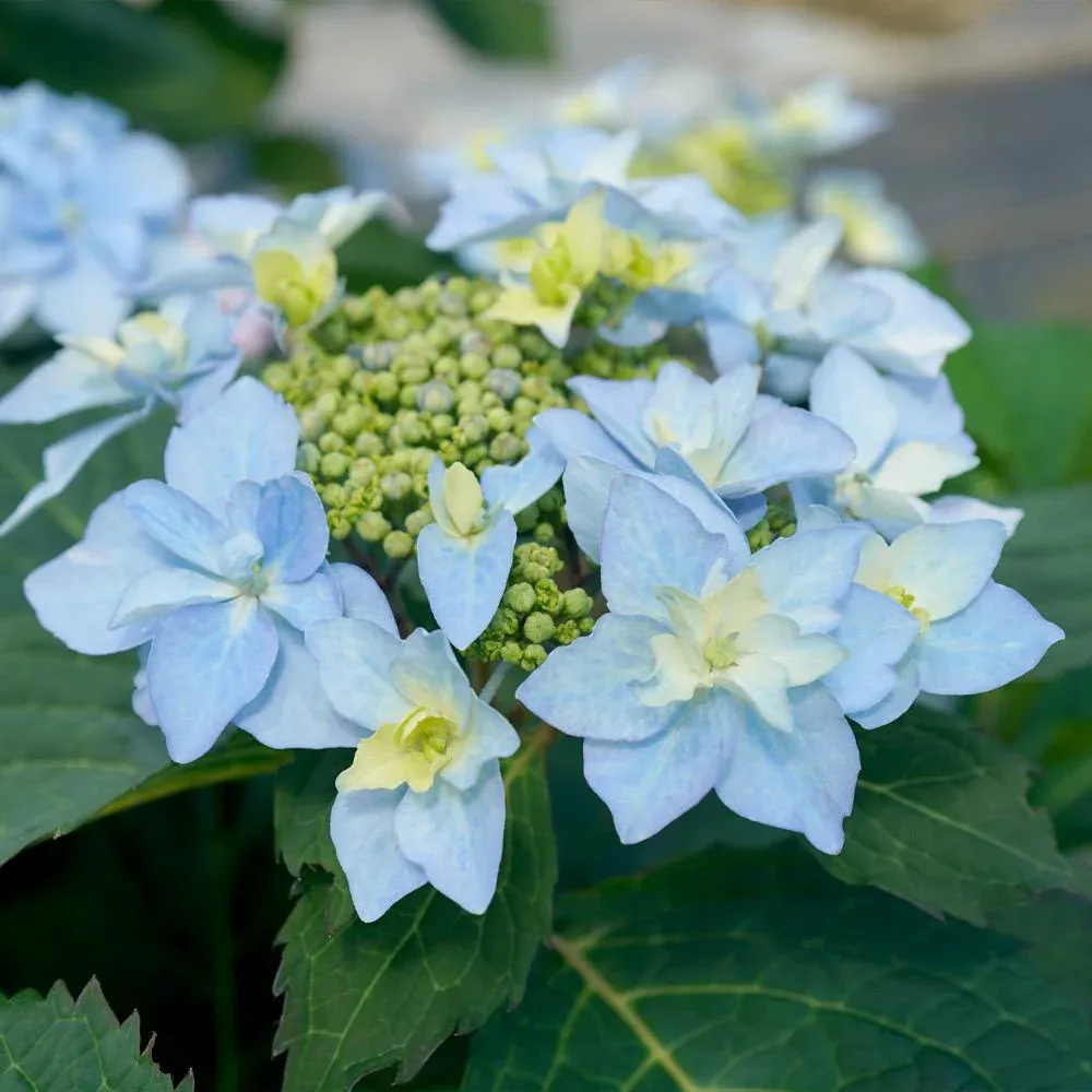 Tuff Stuff Ah-Ha® Hydrangea Shrub - Reblooming Lacecap Garden Plant 2