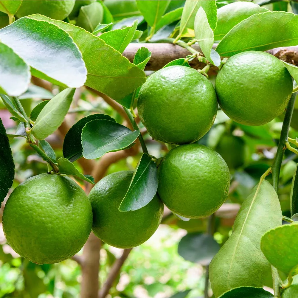 Citrus latifolia 'Bearss' Seedless Lime Plant - Potted Fruit Tree for Patio and Garden 1