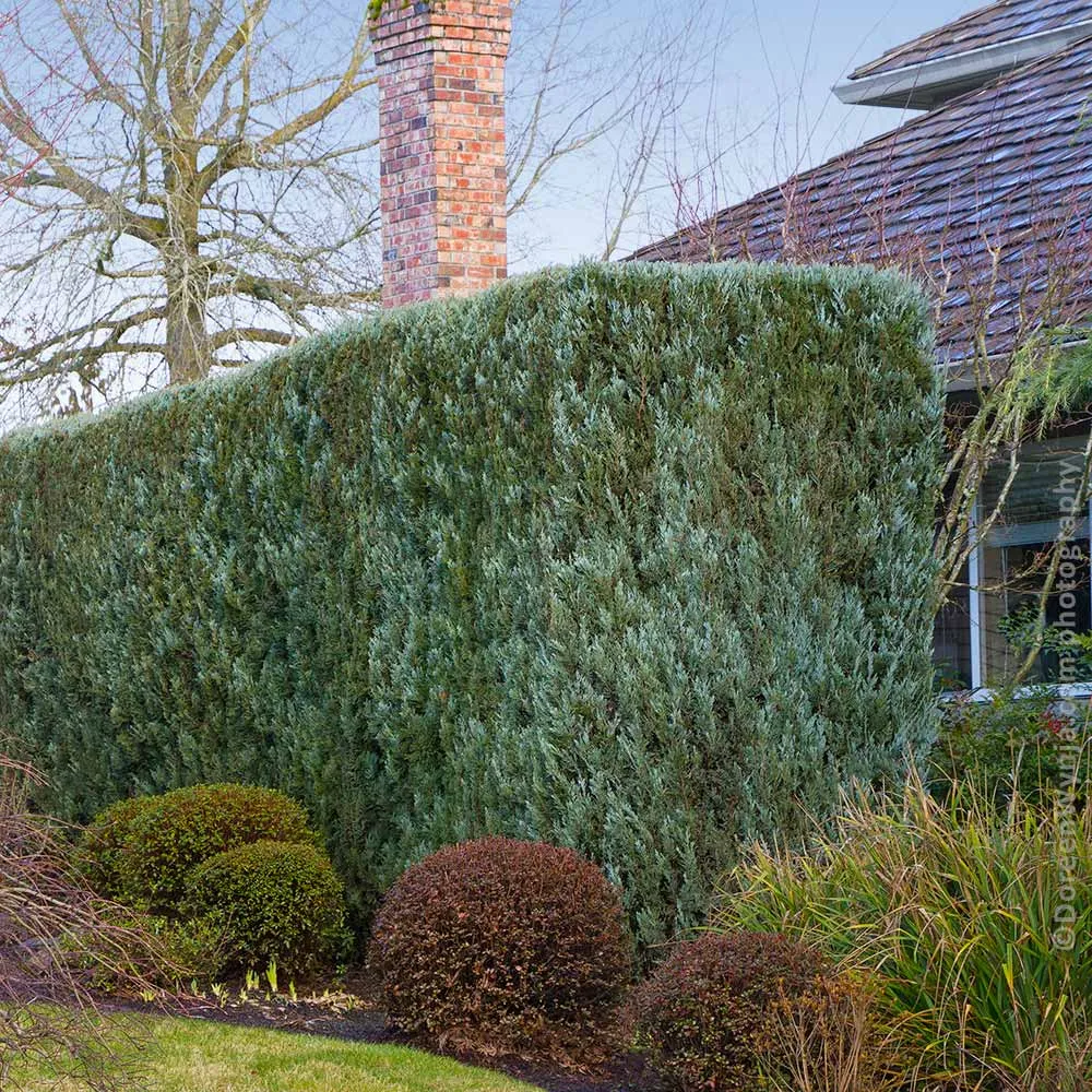 Juniper 'Wichita Blue' Upright Pyramidal Evergreen Tree 3