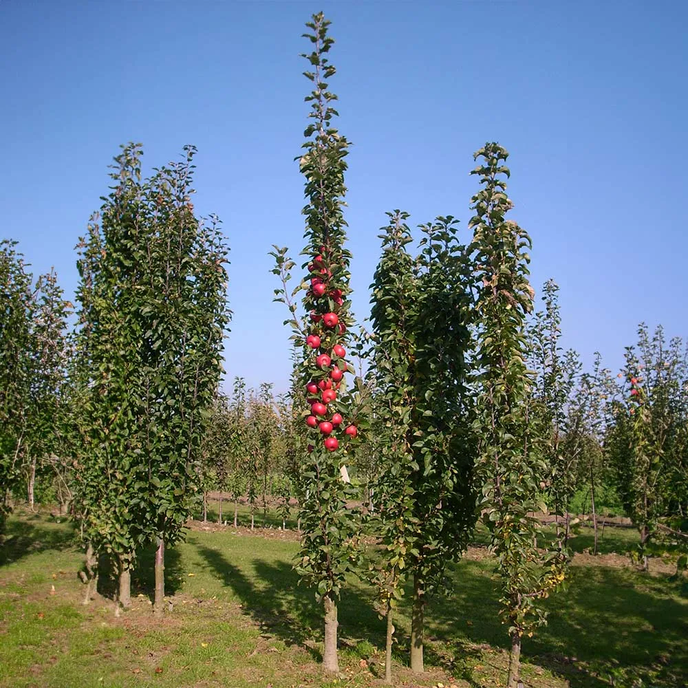 Tasty Red Columnar Apple Tree - Compact Vertical Growth Fruit Tree 2