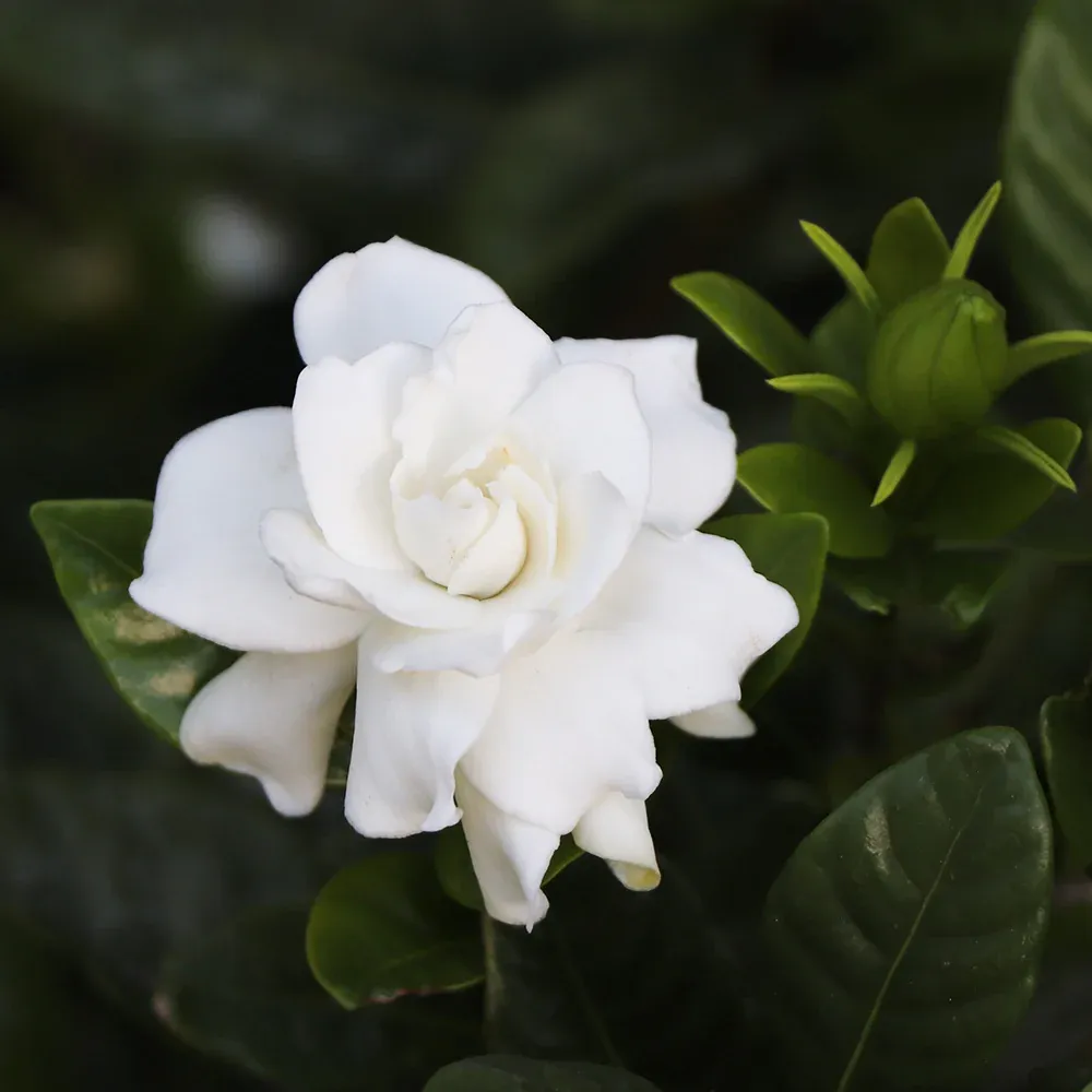 Gardenia 'Veitchii' Fragrant Flowering Evergreen Shrub 1
