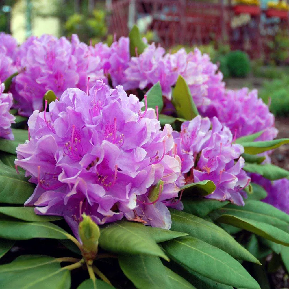 Lavender Rhododendron Shrub - Hardy Evergreen Flowering Garden Plant 2