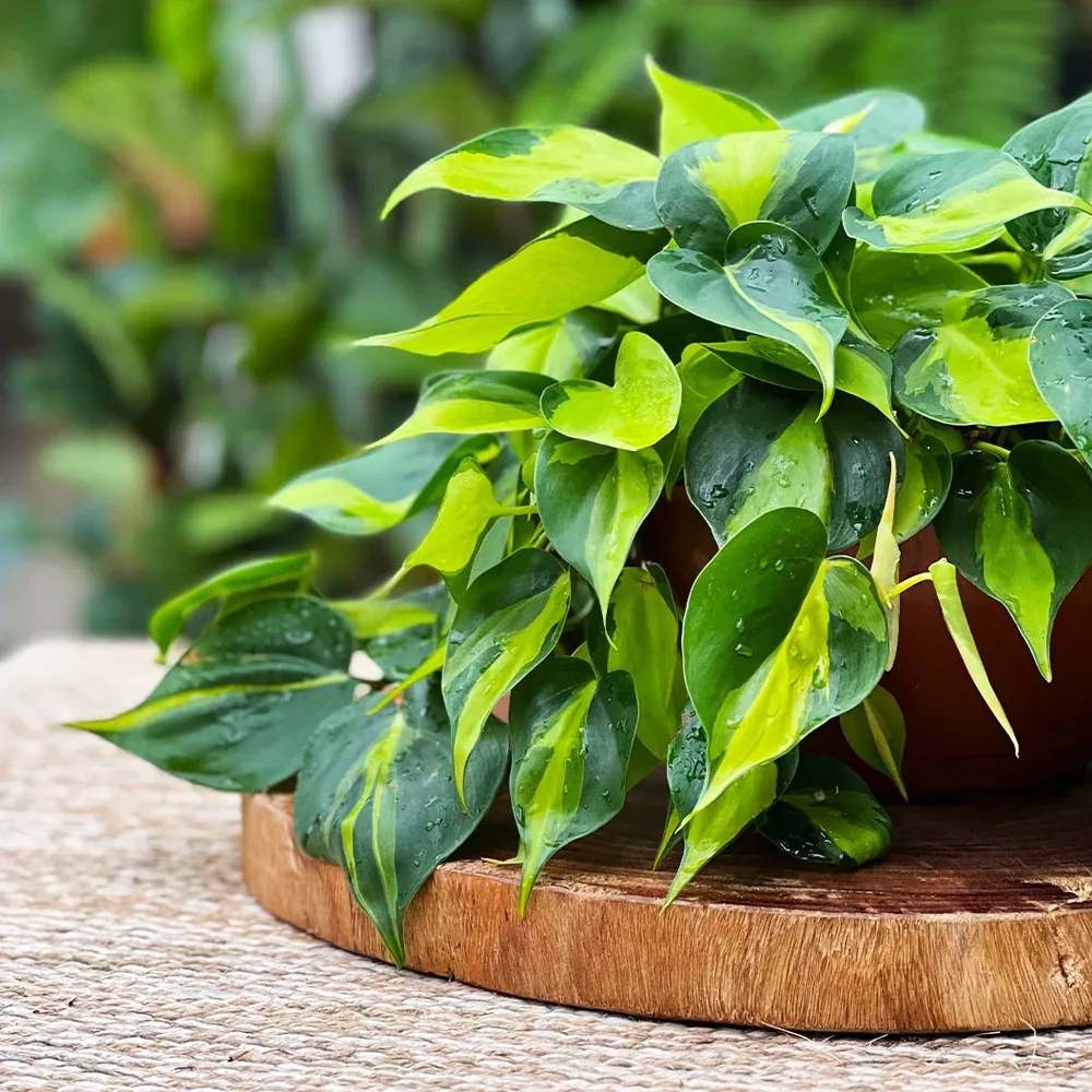 Philodendron Brasil Variegated Heartleaf Trailing Indoor Plant