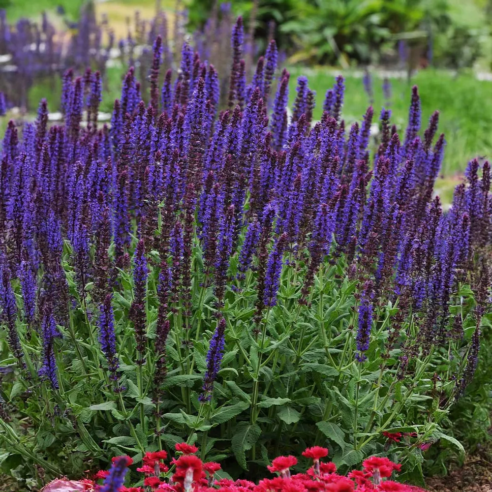 Lyrical™ Blues Salvia Plant - Perennial Flowering Garden Shrub