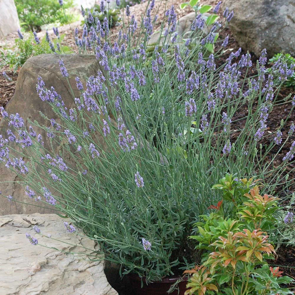 Aromatic Lavender Plant for Indoor and Outdoor Gardening 4