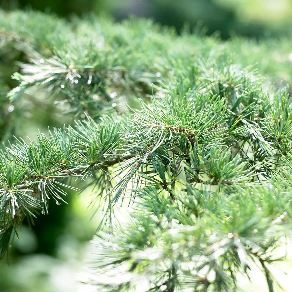 Himalayan Cedar Tree - Realistic Artificial Conifer for Interior Decoration 1