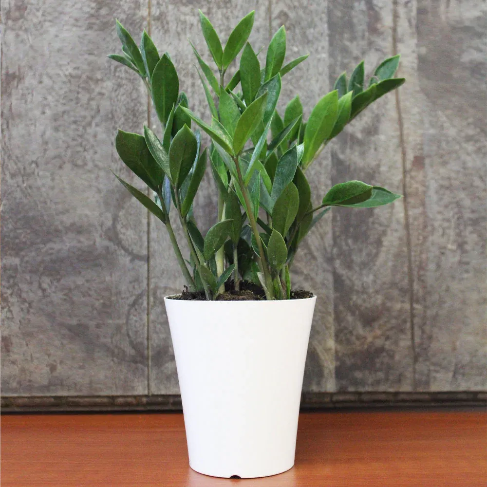 ZZ Plant (Zamioculcas Zamiifolia) Indoor Houseplant 3