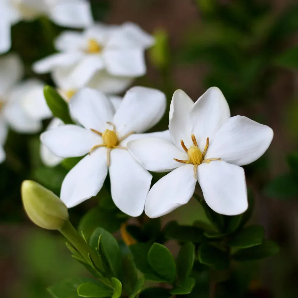 Kleim's Hardy Gardenia Shrub - Fragrant Evergreen Flowering Plant 1