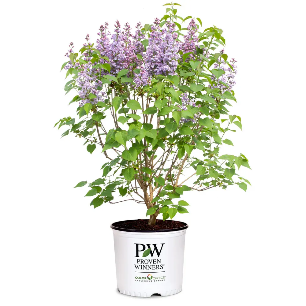 Proven Winners® Scentara® Double Blue Lilac - Fragrant Reblooming Flowering Shrub 3