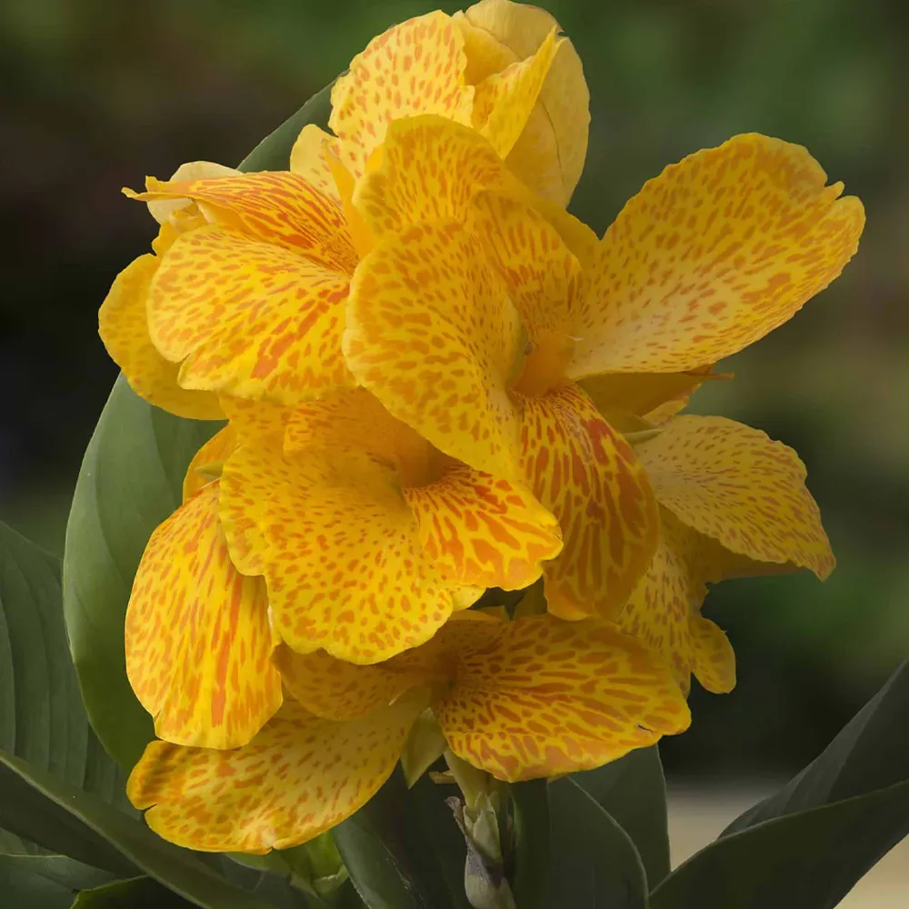 Cannasol™ Happy Emily® Canna Lily Plant