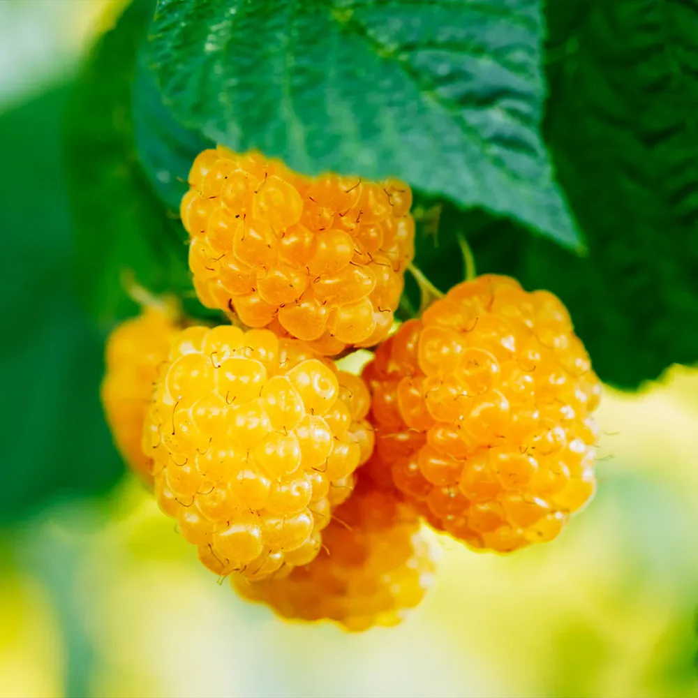 Golden Raspberry Bush Artificial Decorative Shrub