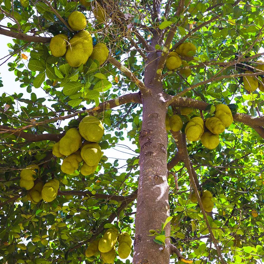 Artocarpus heterophyllus Jackfruit Tree Live Plant 1