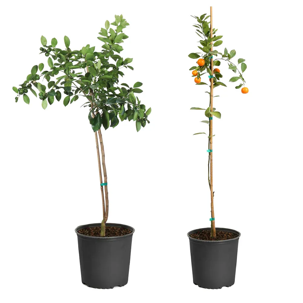 Calamondin Orange Tree - Potted Citrus mitis for Indoor and Outdoor Cultivation 3