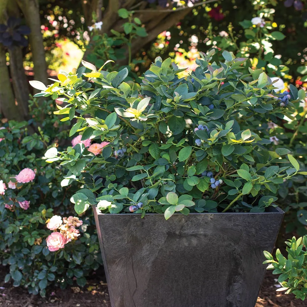 Silver Dollar Blueberry Plant - Dwarf Fruit-Bearing Shrub for Patios 2