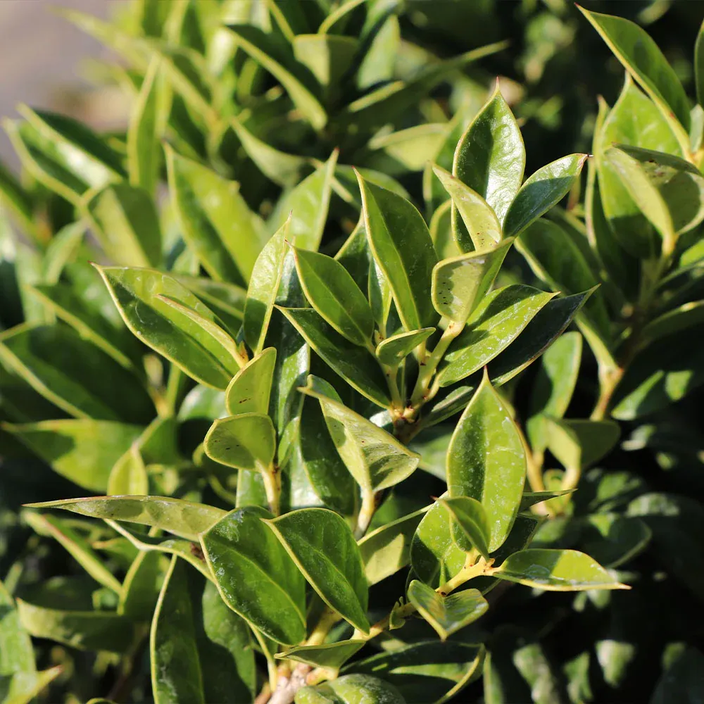 Carissa Holly Shrub - Compact Evergreen Ornamental Plant 1