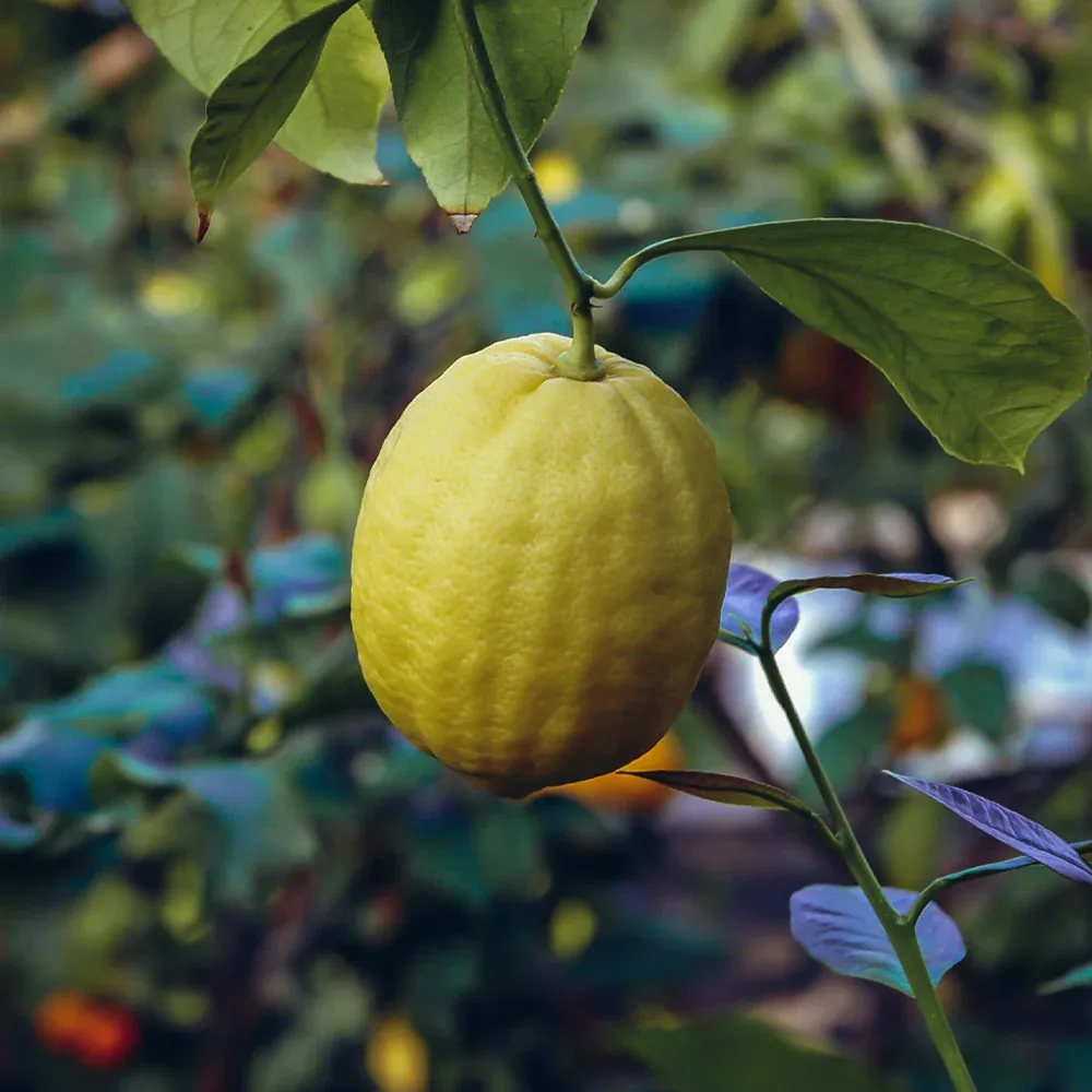 Ponderosa Lemon Bush - Large Fruit Citrus Variety for Containers 1