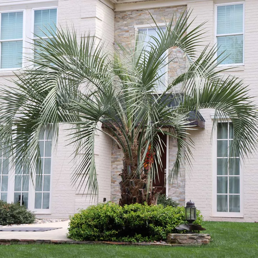 Pindo Palm (Butia Capitata) Cold Hardy Ornamental Landscape Tree