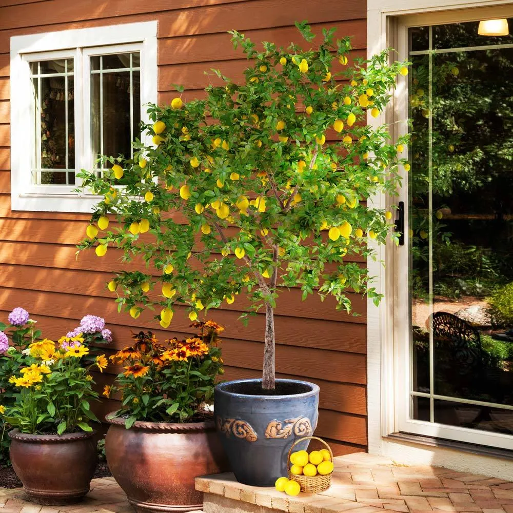 Meyer Lemon Tree - Live Citrus Fruit Plant for Indoor and Outdoor Use