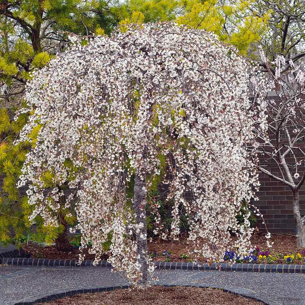 Snow Fountains® Weeping Cherry Tree - Cascading Ornamental Flowering Tree